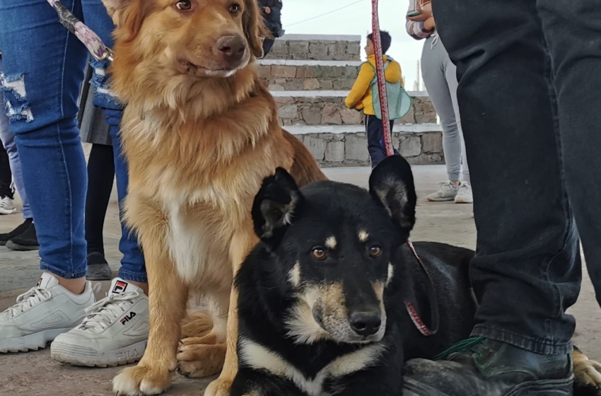  Mascotas no deben ser opción de regalo navideño