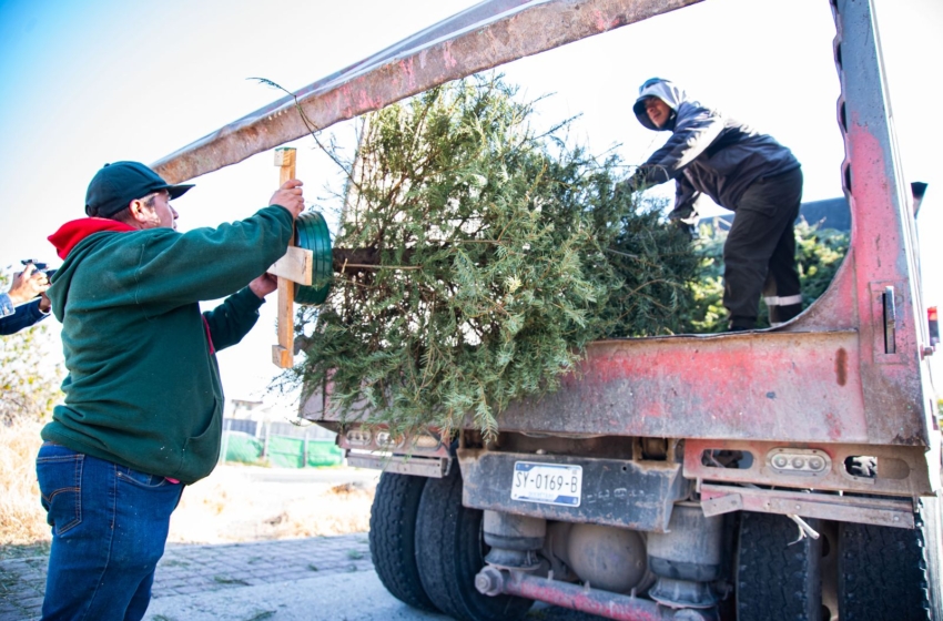  Anuncian campaña de recolección de árboles de navidad en El Marqués