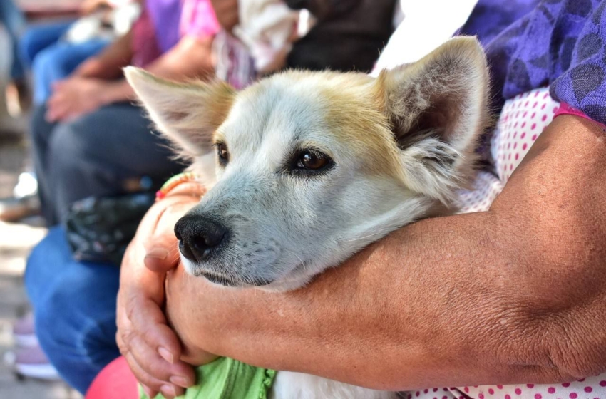  Inician campaña de esterilización en Corregidora