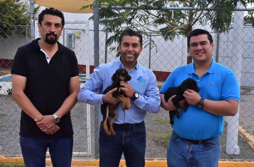  100 animales rescatados en Corregidora han sido dados en adopción