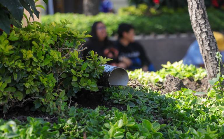  Han recolectado 540 cadáveres de roedores en el Centro Histórico: Alejandra Haro