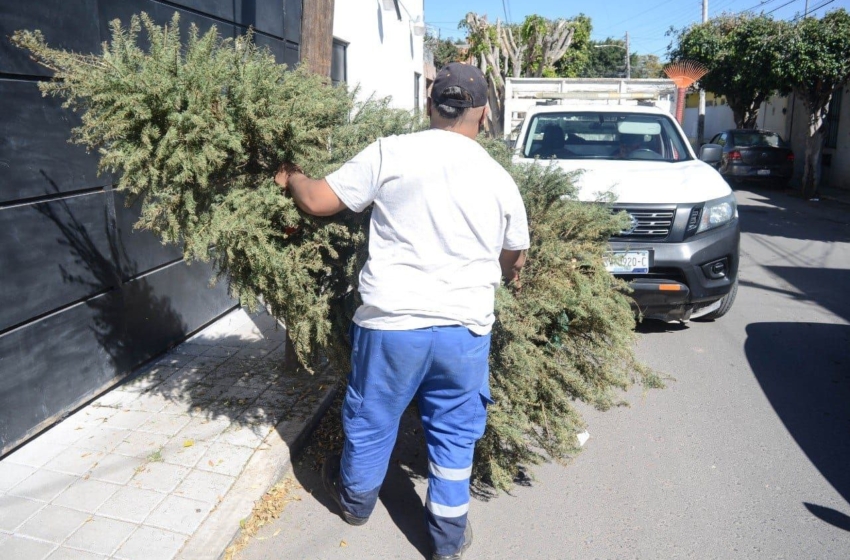  Recolectan en la capital queretana casi mil árboles navideños