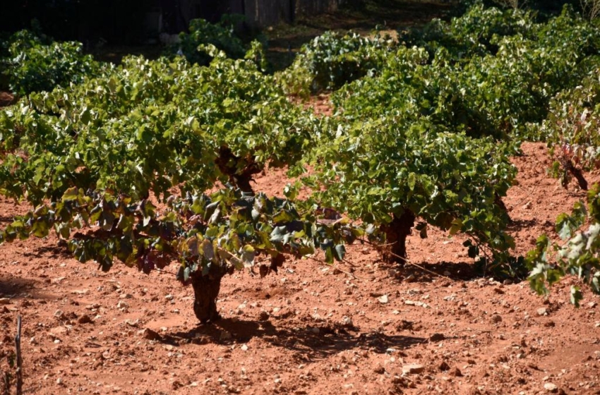  En riesgo el vino español por el aumento de 2 grados de la temperatura