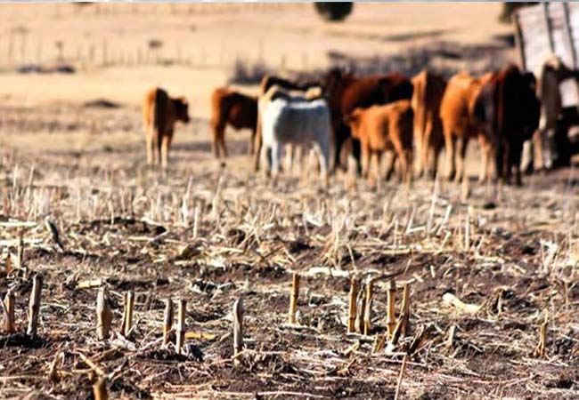  Autoridades mantienen atención ante sequía de tres años continuos: SEDEA