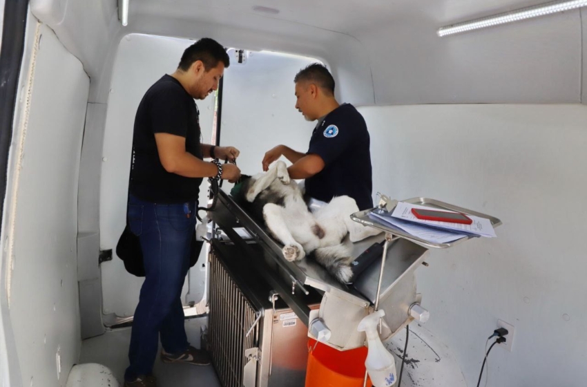  Anuncian jornada de esterilización para mascotas