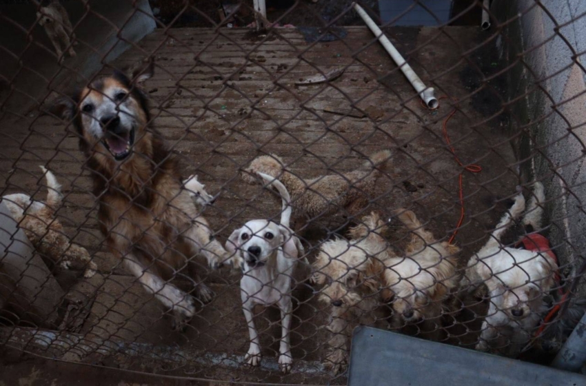  Habían denunciado 7 años al refugio clausurado de perritos en San Pedro Peñuelas