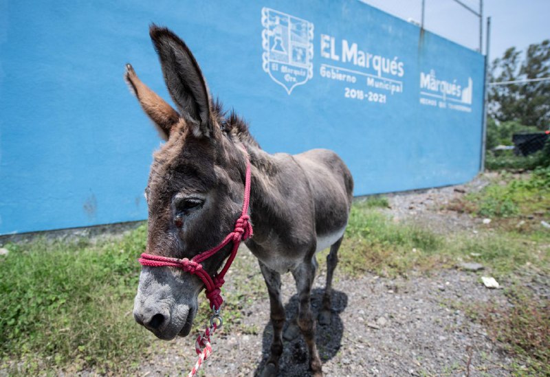  Hasta cuatro años de prisión para responsable de maltrato contra un burro en El Marqués