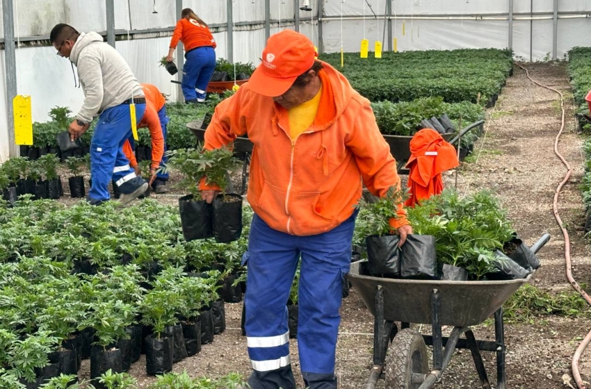  Vivero Municipal ya alista las flores den cempasúchil para Día de Muertos