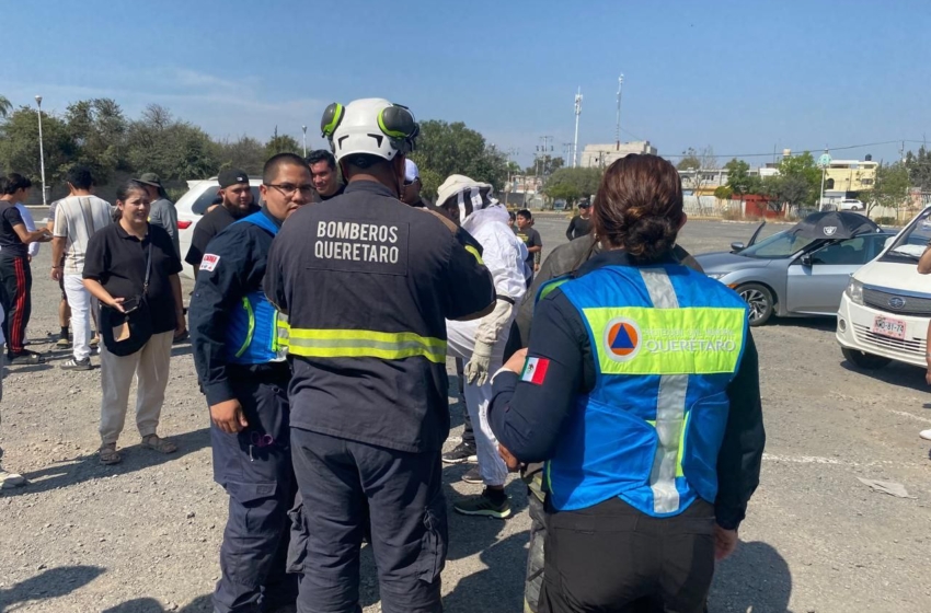  Ataque de abejas en Parque Bicentenario deja una persona hospitalizada