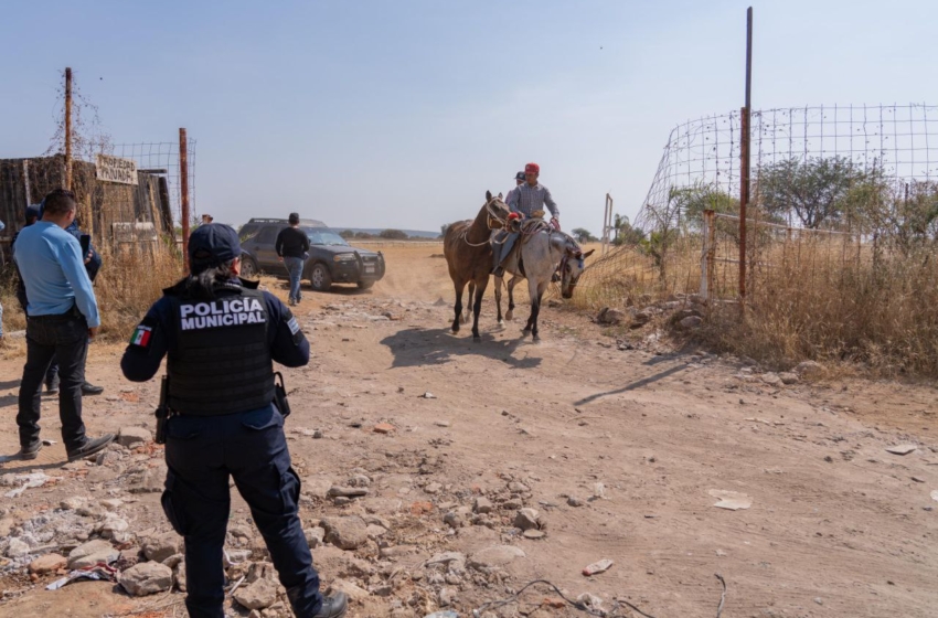  Autoridades frustran carrera de caballos clandestina