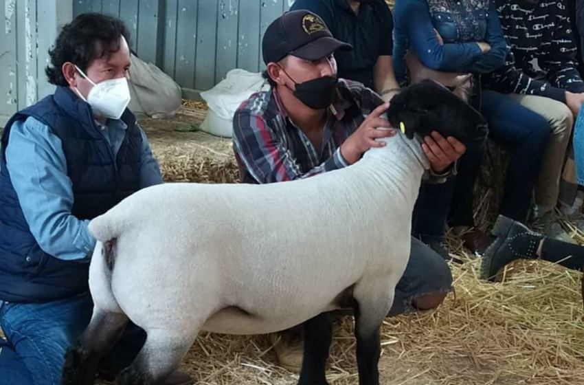  La Feria Ganadera de Querétaro tendrá el mejor evento ovino de México