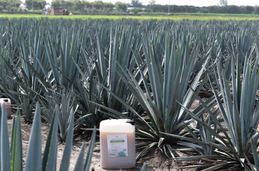  Egresado de la UAG patenta innovadora solución para proteger el agave