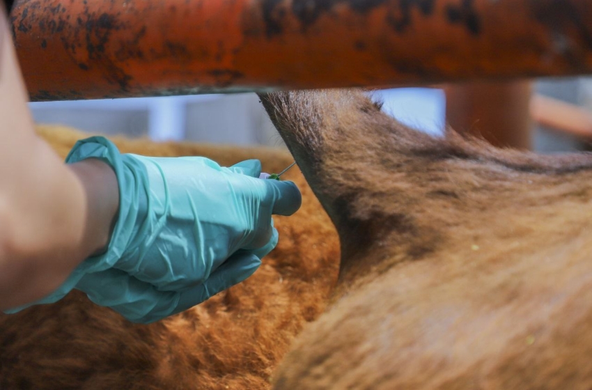  UAQ crea vacuna contra la tuberculosis bovina