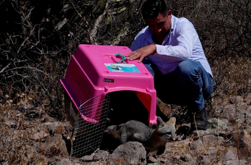  IMPA de El Marqués realiza liberación de fauna silvestre en reserva natural protegida