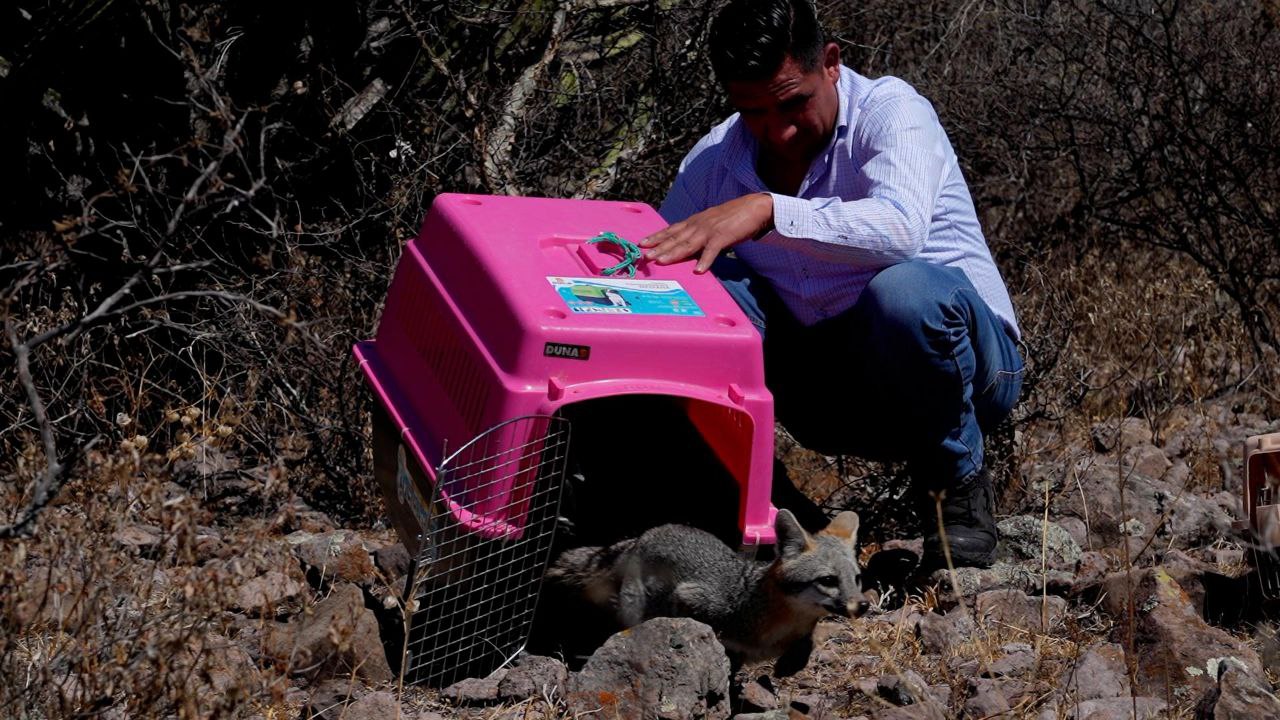 IMPA de El Marqués realiza liberación de fauna silvestre en reserva natural protegida – Códice Informativo