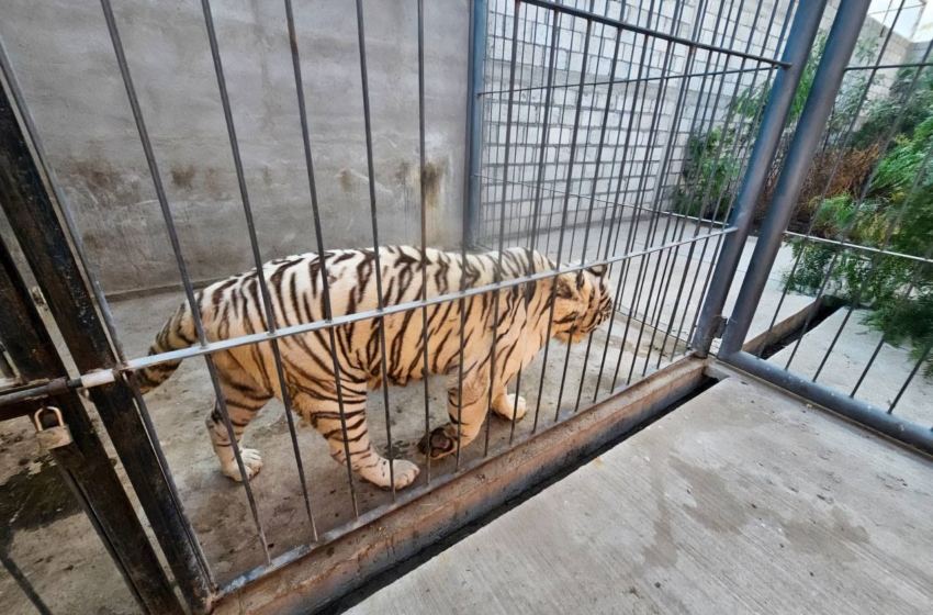  Buscan convertir al zoológico Wamerú en un santuario