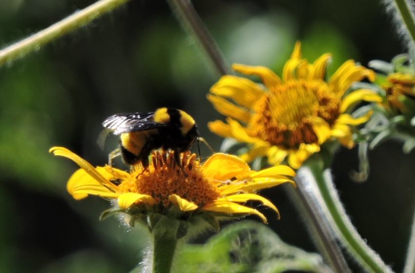 Querétaro celebrará el Festival de las Abejas Nativas en el Museo de la Ciudad