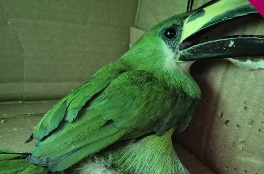 Rescatan ave silvestre en el tianguis San Nicolás en Tequisquiapan