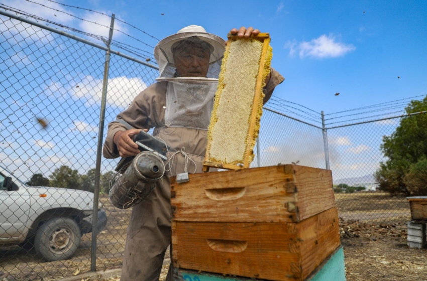  El Apiario de la UAQ: un laboratorio vivo para la ciencia, la conservación y la producción