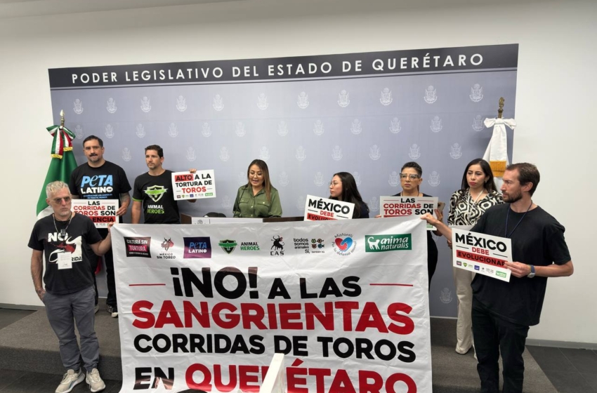  Presentan decreto para retirar a la tauromaquia como Patrimonio Cultural Inmaterial en Querétaro