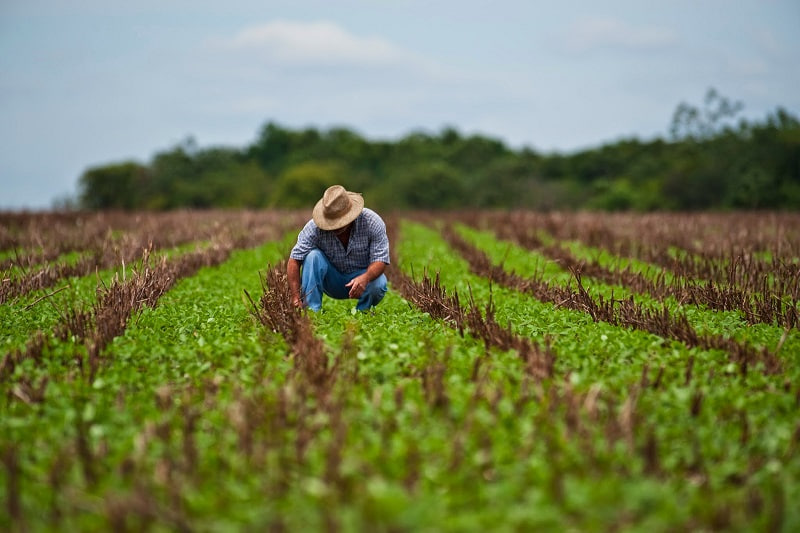  Apoyo agropecuario llegó a tiempo: entregan semilla mejorada a 500 productores