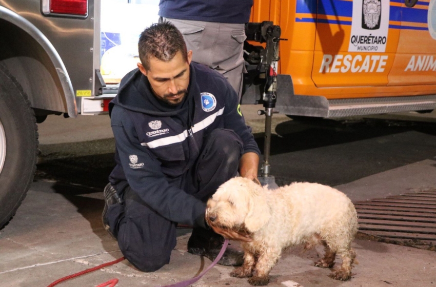  Rescatan a lomito atrapado en alcantarilla de Geoplazas