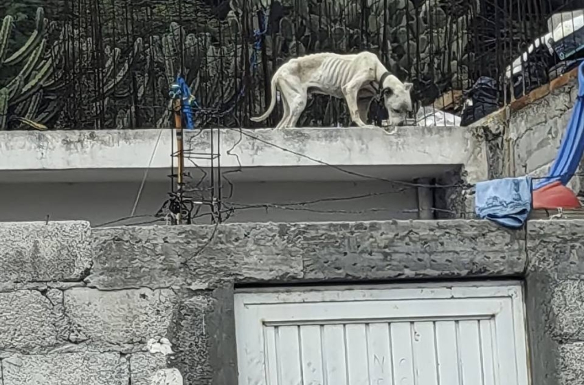  Atienden denuncia viral de maltrato animal en Querétaro