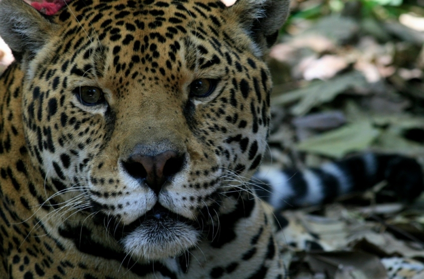  Censo nacional registra aumento de jaguares en México, aunque la especie sigue en peligro de extinción