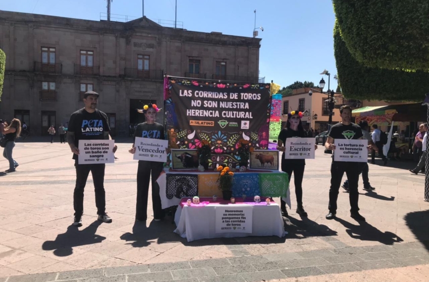  Activistas exigen que la Ley Oli prohíba la tauromaquia en Querétaro