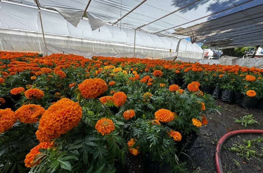  Querétaro produce 30 mil flores de Cempasúchil para el Día de Muertos