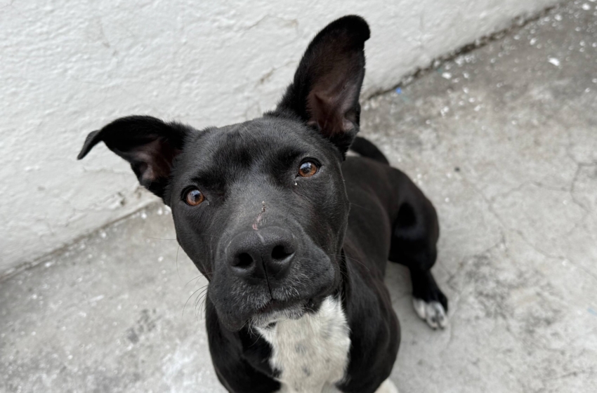  Bienestar Animal rebasa meta anual de esterilización en Querétaro