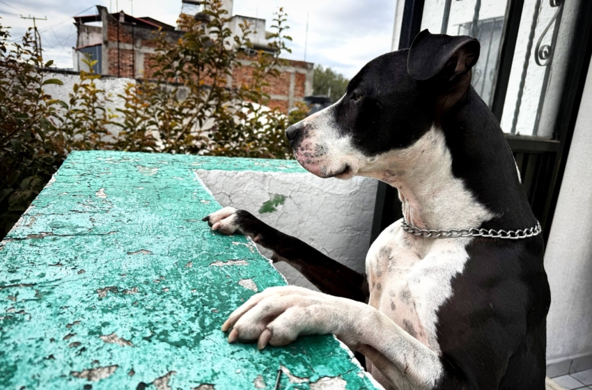  Municipio identifica jaurías de hasta seis perros en cinco zonas de Querétaro; atribuye problema a mascotas que son dejadas en la calle