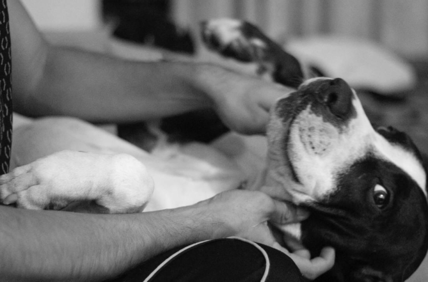  Microchips, campaña contra regalos y venta ilegal: Bienestar Animal refuerza acciones preventivas