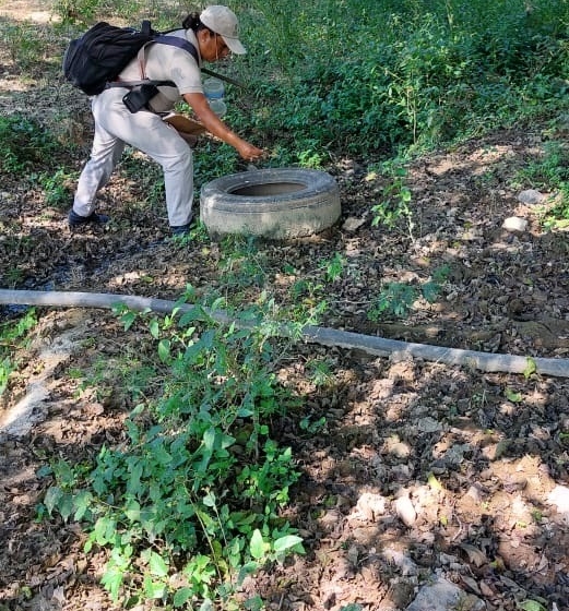  Querétaro refuerza medidas para prevenir el dengue ante aumento de casos