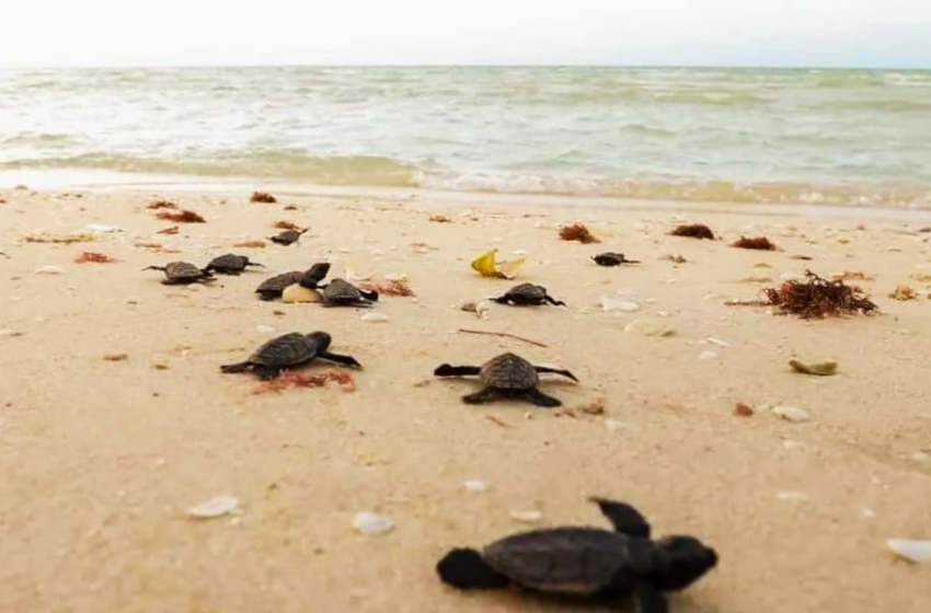  Salvar las tortugas