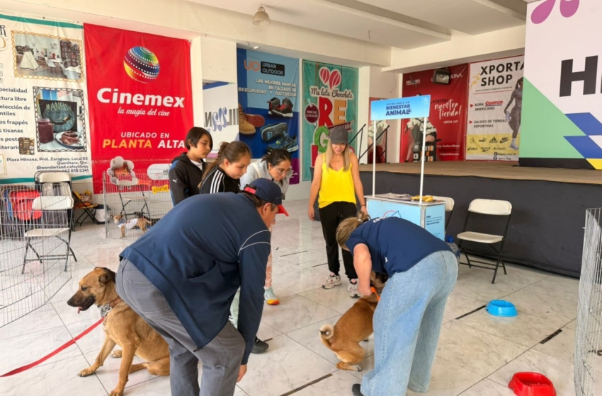  Adopciones, operativos y colaboración regional fortalecen el bienestar animal en Querétaro