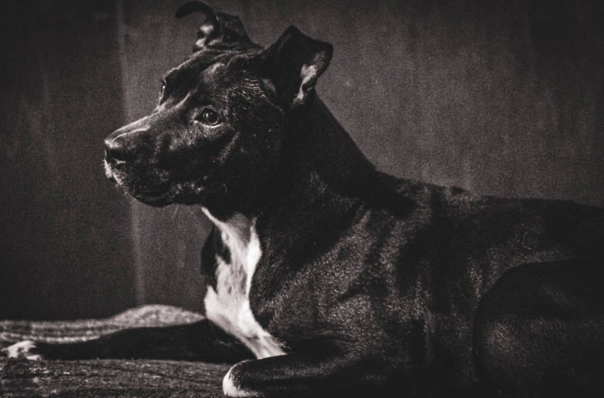  Querétaro refuerza esterilización gratuita y adopción para prevenir abandono y maltrato animal