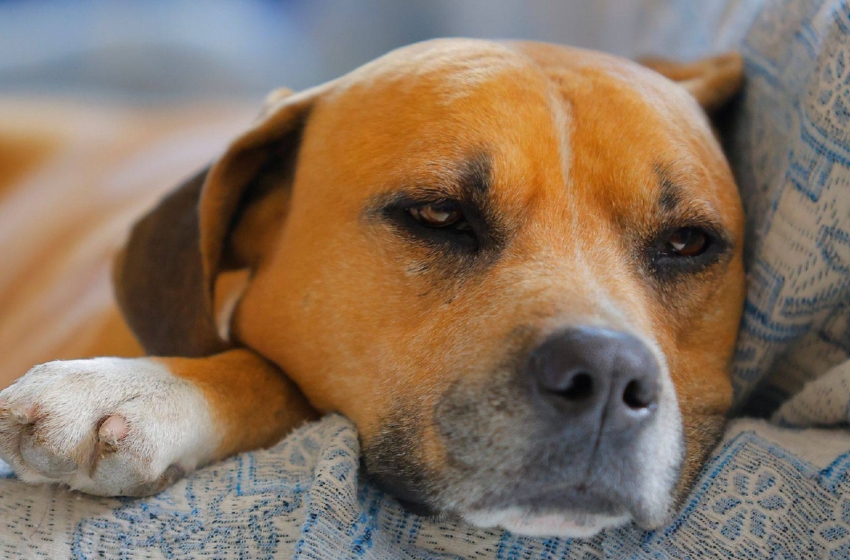  Del meme al reconocimiento institucional: el “perro caramelo” salta de Brasil a México como símbolo del rescate animal