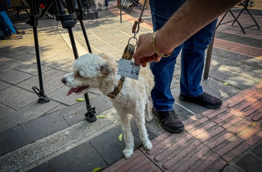  Perritos toman la Alameda bajo el sol: entre paseos, registro y esterilización, así se vivió la jornada petfriendly