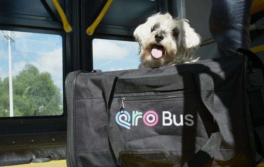  Qrobus lanza jornada para registrar mascotas en su programa PetFriendly