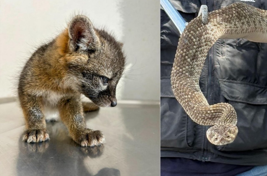  IMPA atiende rescate de fauna silvestre en El Marqués y Cadereyta