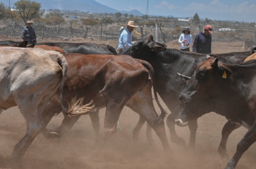  Corregidora acerca Jornada de Salud Animal a productores de La Cueva