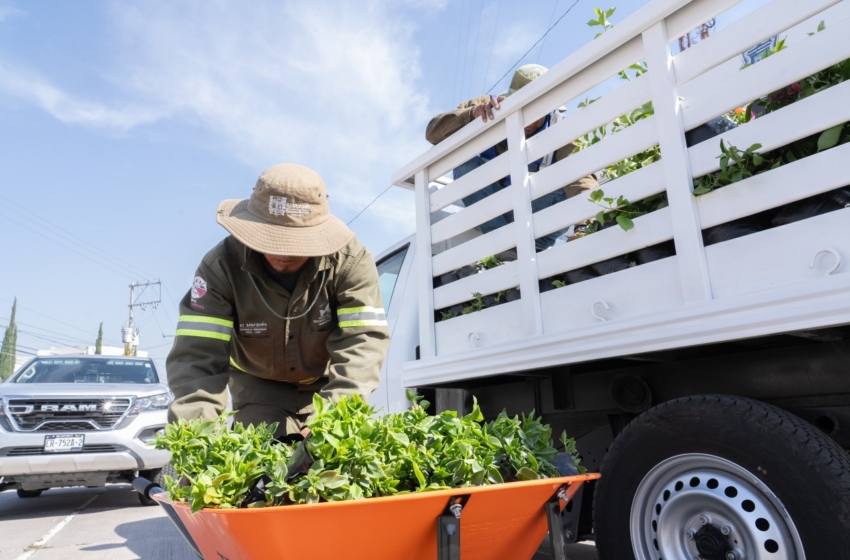  El Marqués realiza rehabilitación de áreas verdes en Los Héroes