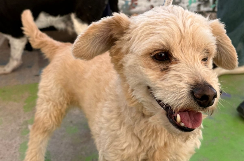  Querétaro aplica alrededor de 200 eutanasias de perros y gatos al mes; reporta disminución por campañas de bienestar animal