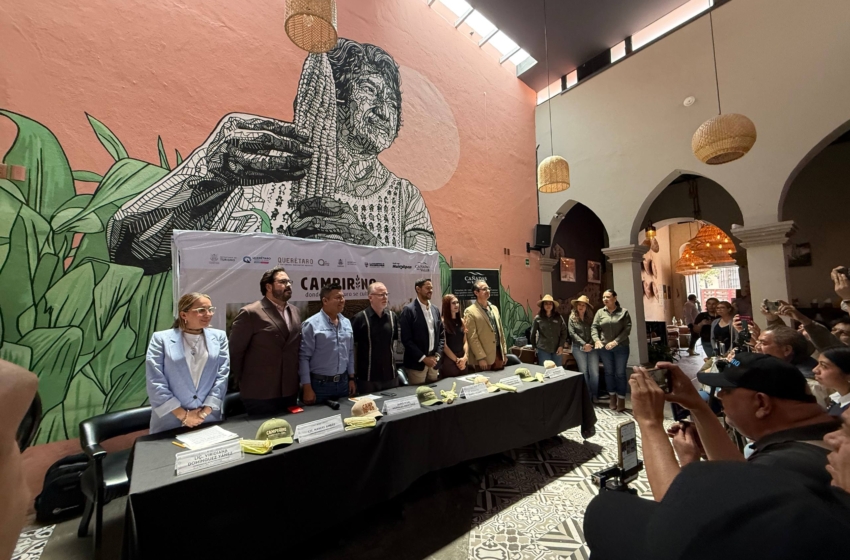 Presentan en Huimilpan el laberinto de maíz más grande del país; esperan 50 mil visitantes