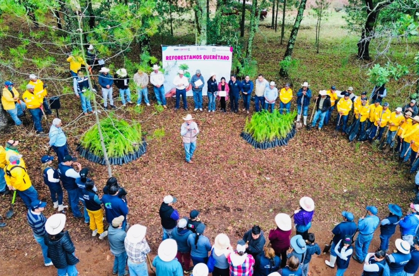  SEDEA inicia temporada de reforestación con meta de 100 mil árboles en Amealco