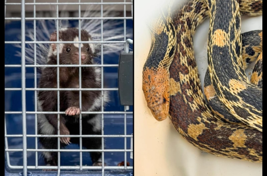  IMCA resguarda serpiente y libera mofeta en su hábitat natural en Corregidora