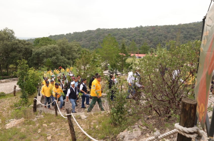  SEDEA reporta avance de 208 mil árboles plantados en campaña de reforestación en Querétaro