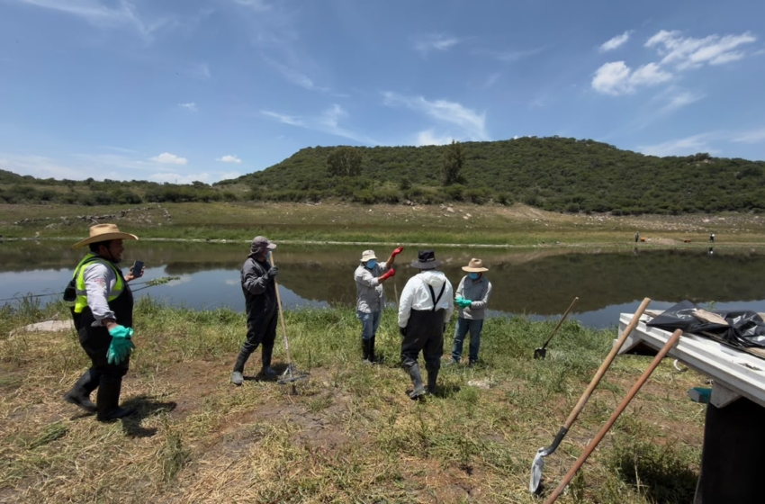  Corregidora mantiene apoyo en la limpieza de la presa El Batán; Conagua encabeza los trabajos