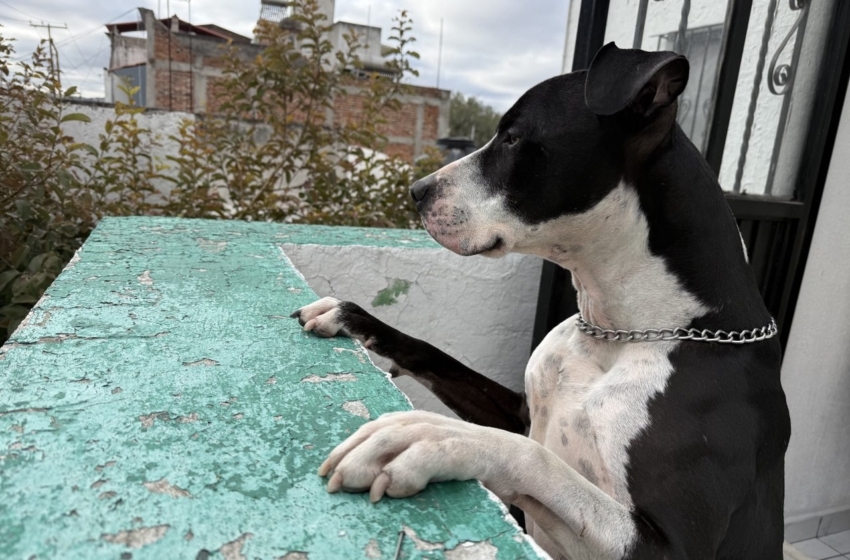  Microchip reúne por primera vez a un perro con su familia en Querétaro; ya suman más de 8 mil mascotas identificadas